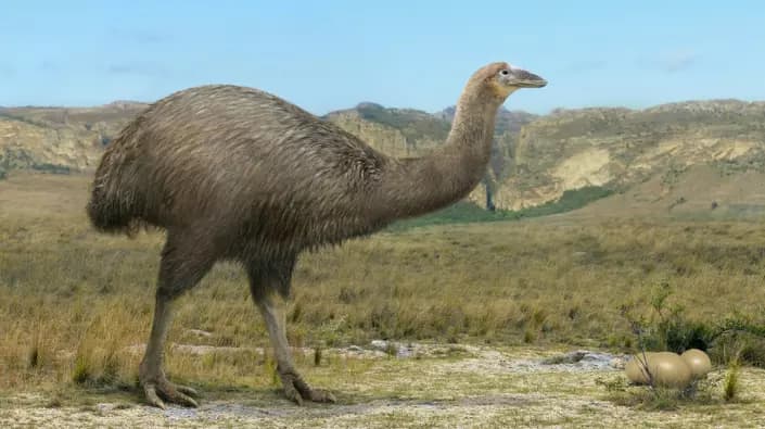 le-vorombe-titan-de-madagascar-et-les-mysteres-quil-revele