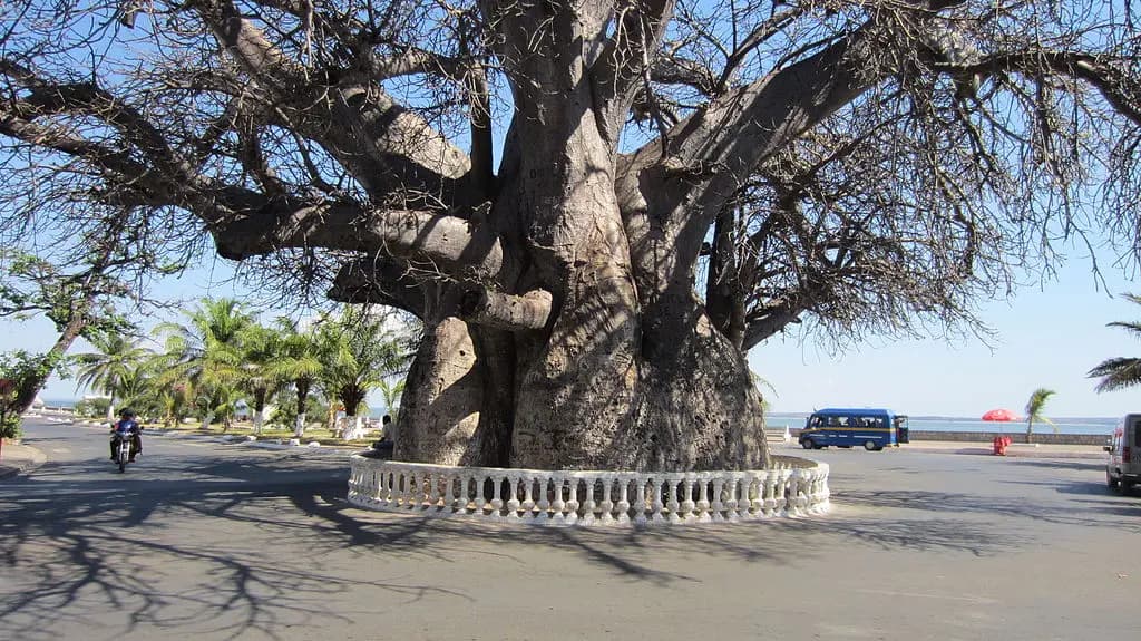 le-baobab-de-majunga