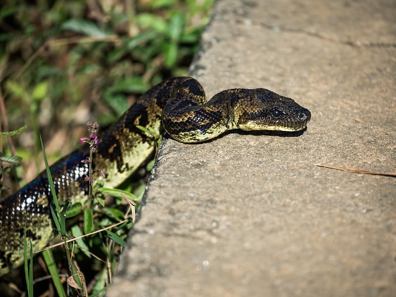 les-reptiles-de-madagascar