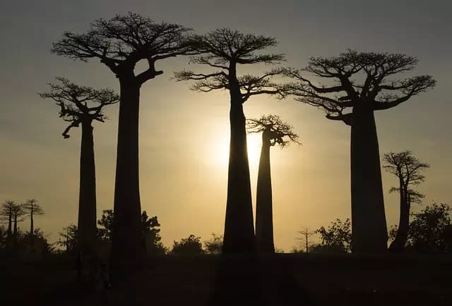 a-la-decouverte-du-baobab-de-madagascar