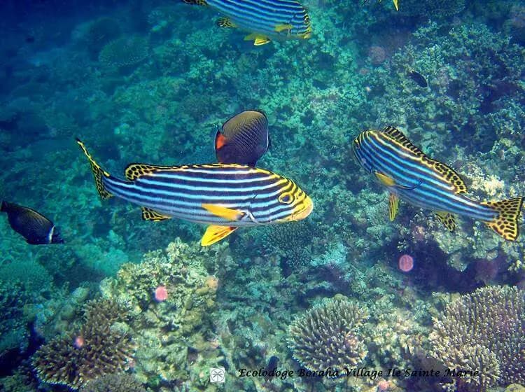 Plongée sous marine à l'ile Sainte Marie