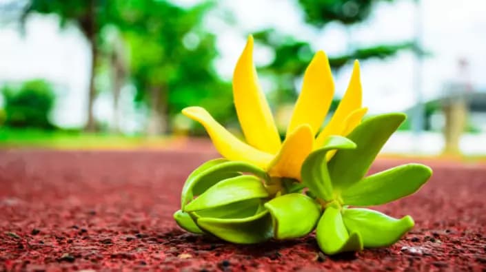 un-voyage-parfume-lylang-ylang-de-madagascar