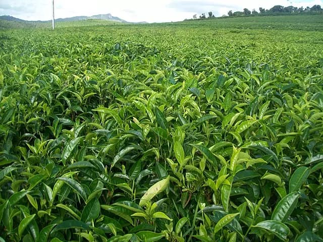 sahambavy-decouvrez-lunique-theicole-de-madagascar