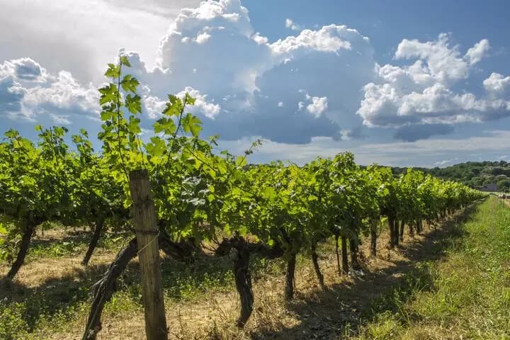 les-meilleures-regions-viticoles-de-madagascar-a-la-decouverte-de-ses-terroirs